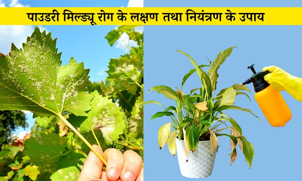 पाउडरी मिल्ड्यू रोग के लक्षण तथा नियंत्रण के उपाय Powdery Mildew