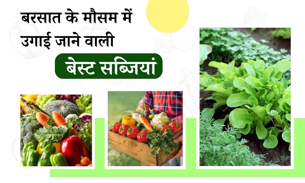 बरसात के मौसम में उगाई जाने वाली बेस्ट 10 वेजिटेबल 10 Best Vegetables