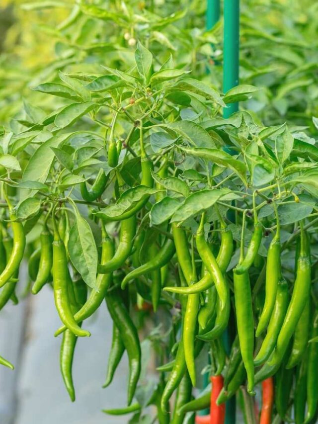 How To Grow Green Chilli At Home?