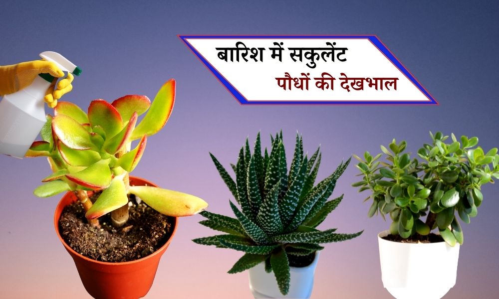 बरसात में सकुलेंट पौधों की देखभाल कैसे करें – How To Take Care Of ...