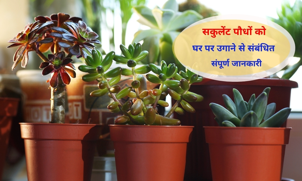 सकुलेंट पौधों को घर पर कैसे लगाएं - How To Grow Succulent Plants At ...