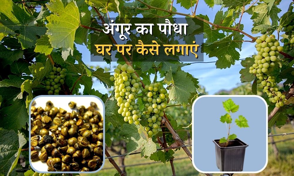 अंगूर का पौधा घर पर कैसे लगाएं How To Grow Grape Vine At Home In Hindi