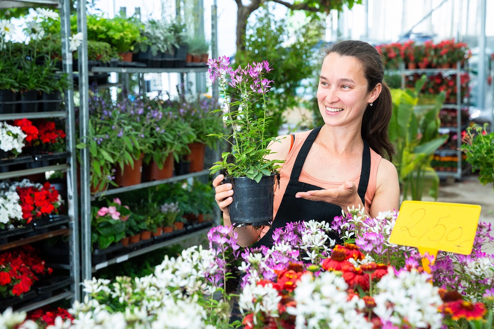 flowers-to-plant-in-september-in-india-organicbazar-blog