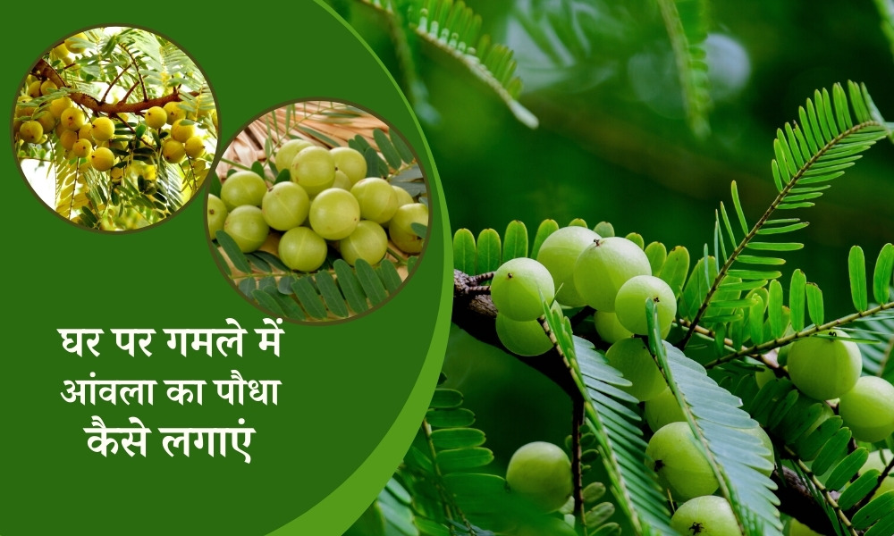 घर पर आंवला का पौधा कैसे लगाएं How To Grow Amla Plant At Home In Hindi