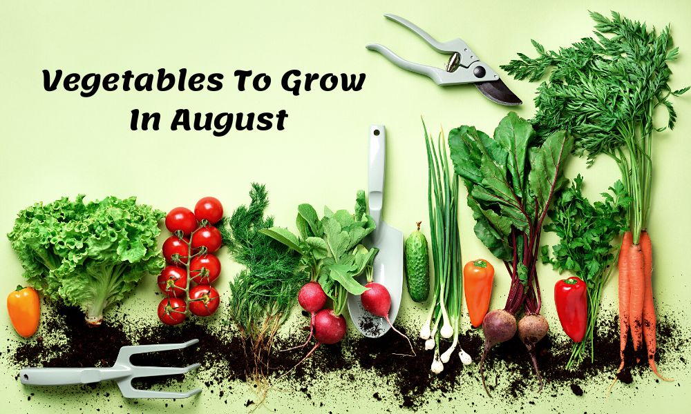 vegetables-that-perfect-to-plant-in-august-in-india-organicbazar-blog