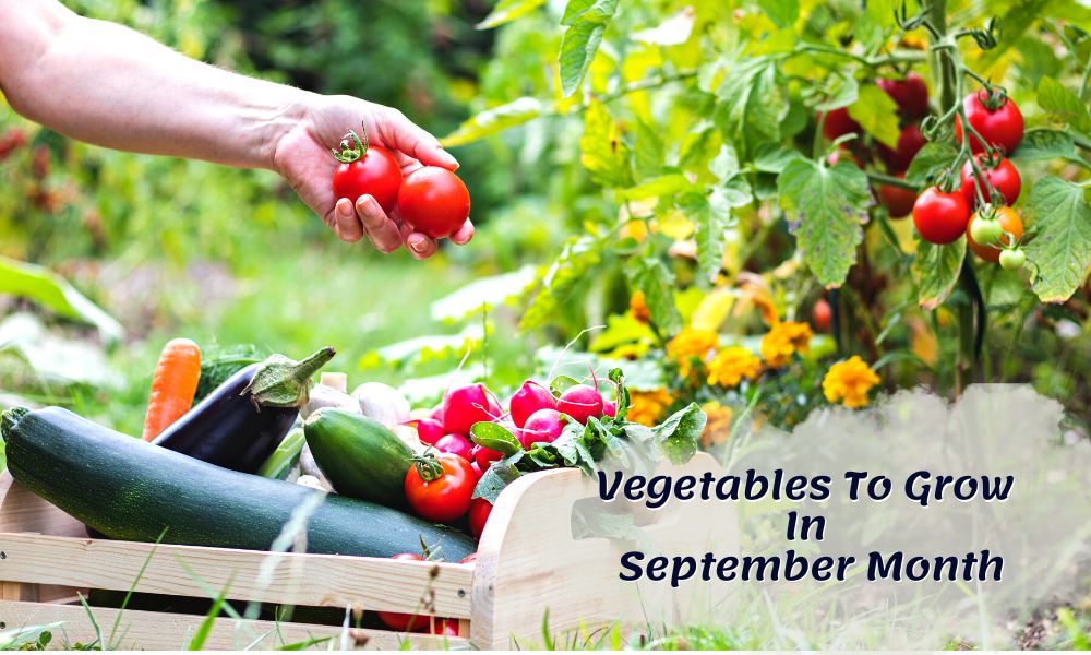 September Month Growing Vegetables In India - Organicbazar