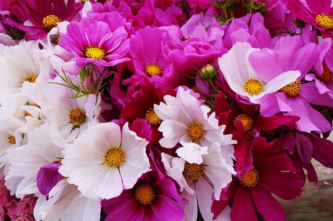 Flowers That Grow Best In February Month! - Organicbazar Blog