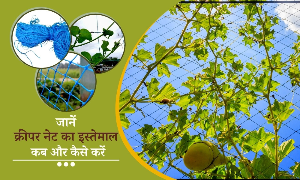 गार्डन में क्रीपर नेट का उपयोग कब और कैसे करें What Is Creeper Net, When And How To Use It In