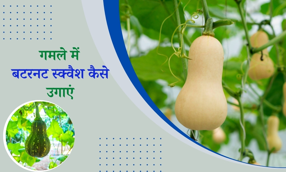 गमले में बटरनट स्क्वैश कैसे उगाएं How To Grow Butternut Squash In Pot In Hindi