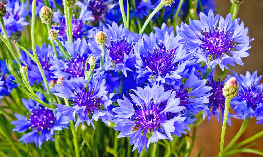 कॉर्नफ्लॉवर फूल का पौधा घर पर कैसे उगाएं How To Grow Cornflower From