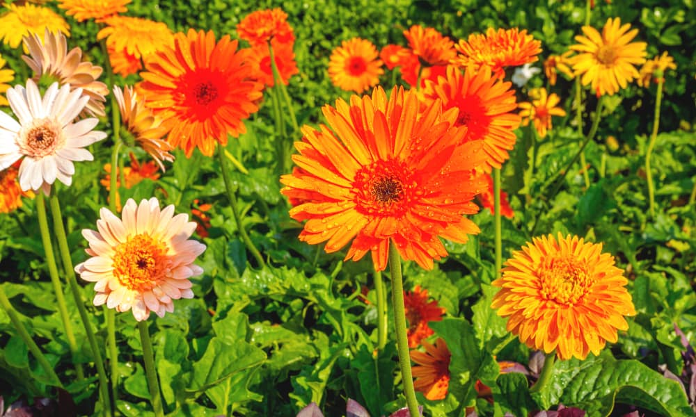 How To Grow Gerbera Daisy From Seeds In Hindi