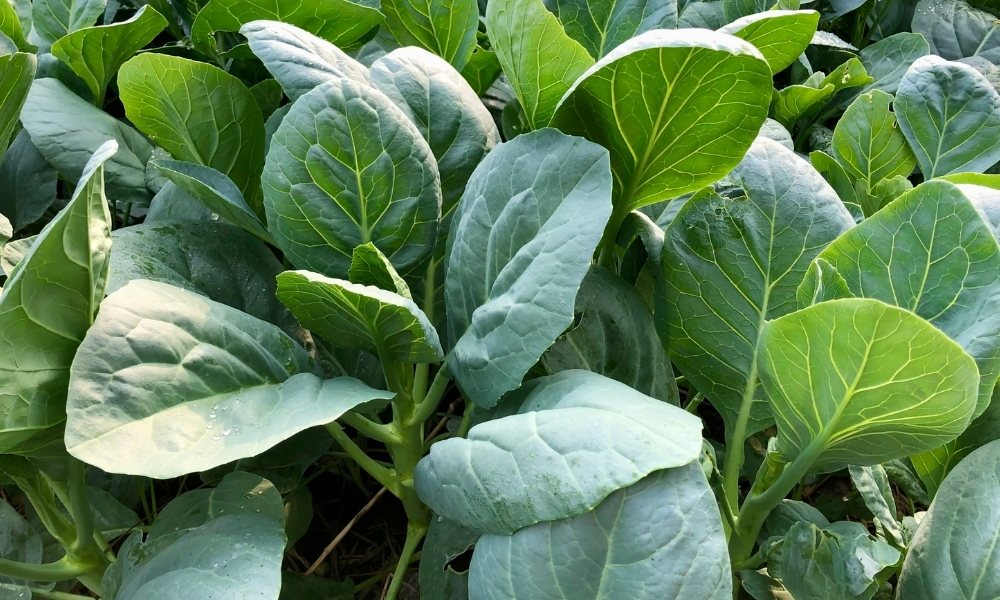 कश्मीरी सुपर फूड “साग खन्यारी (कोलार्ड ग्रीन्स)” जानें घर पर कैसे उगाएं