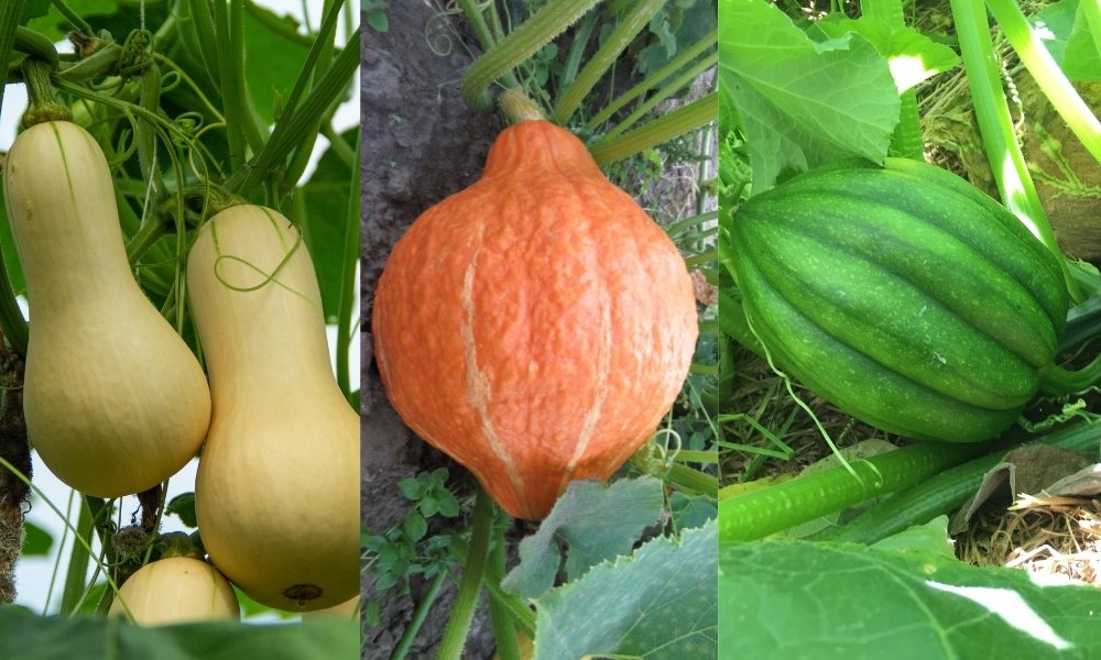 गमले में विंटर स्क्वैश का पौधा कैसे उगाएं How To Grow Winter Squash