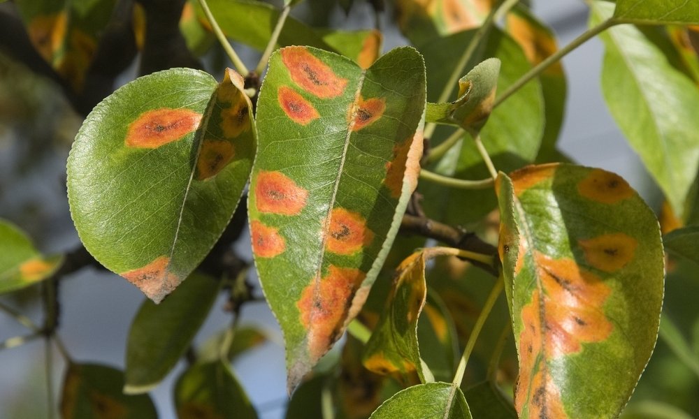 Rust Insect India जानिए रस्ट फंगस (जंग कवक) रोग क्या है और पौधों को कैसे बचाएं - Rust ...