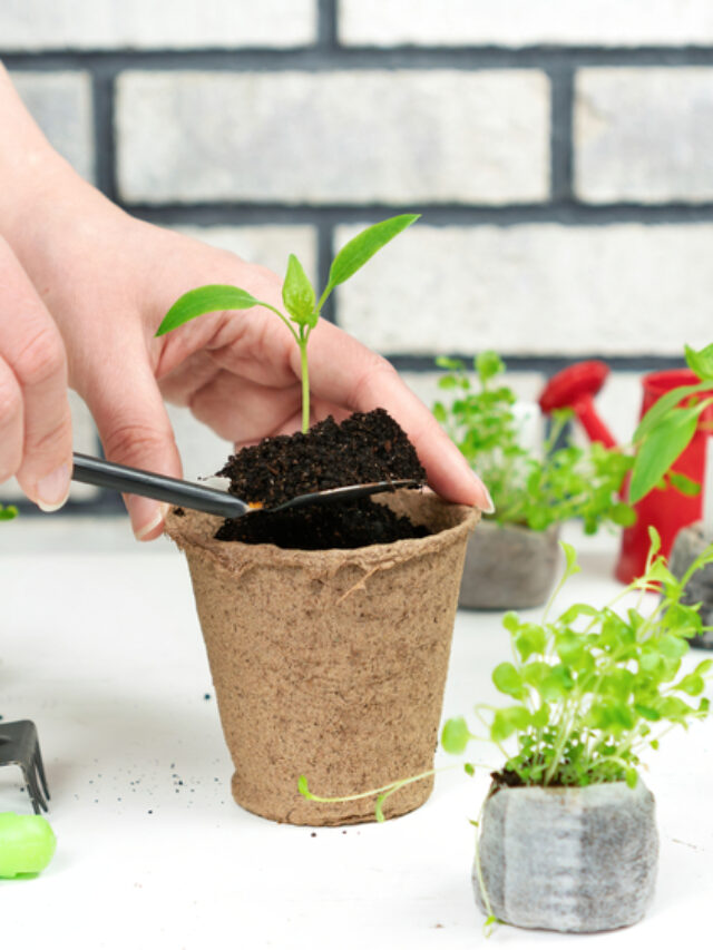 How To Use CocoCoir Pots For Planting? Organicbazar Blog