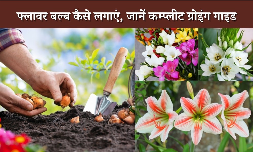 फ्लावर बल्ब कैसे लगाएं, जाने कम्प्लीट ग्रोइंग गाइड Complete Guide To