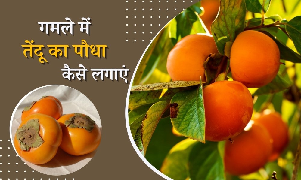 गमले में सर्दियों का फल तेंदू कैसे उगाएं - How To Grow Persimmon Winter Season Fruits In Hindi