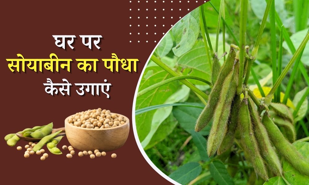 घर पर सोयाबीन का पौधा कैसे उगाएं How To Grow Soybean Plant At Home In