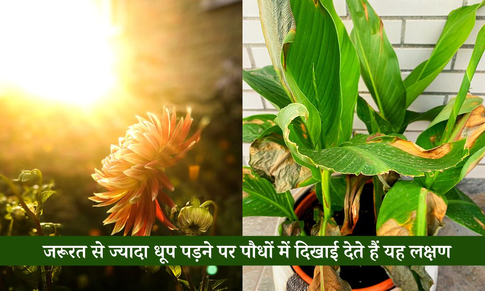 जरूरत से ज्यादा धूप पड़ने पर पौधों पर दिखाई देते हैं ये लक्षण What