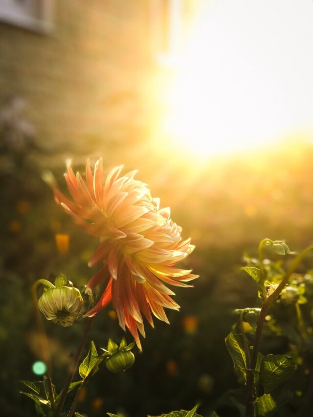 What Would Happen If A Plant Get Too Much Sunlight? Organicbazar Blog