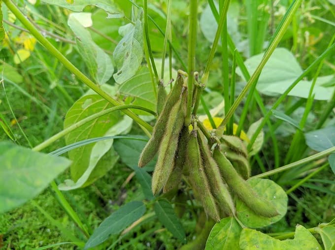 घर पर सोयाबीन का पौधा कैसे उगाएं How To Grow Soybean Plant At Home In