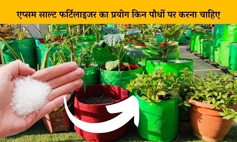  which plants