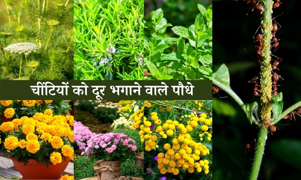 चीटियां भगायेंगे ये पौधे, जरूर लगाएं अपने गार्डन में Plants That