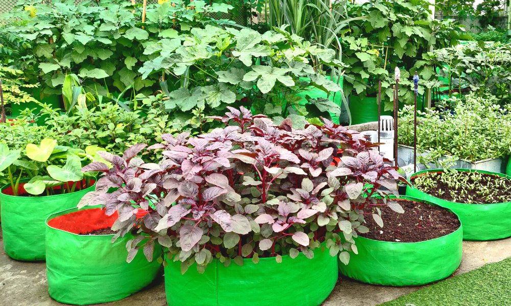 https://blog.organicbazar.net/wp-content/uploads/2022/11/Best-Grow-Bags-For-Vegetables-In-Home-Garden.jpg