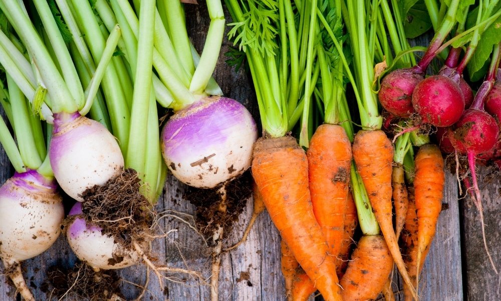 सर्दियों की इन हेल्दी रूट वेजिटेबल्स को जरूर लगाएं अपने घर पर
