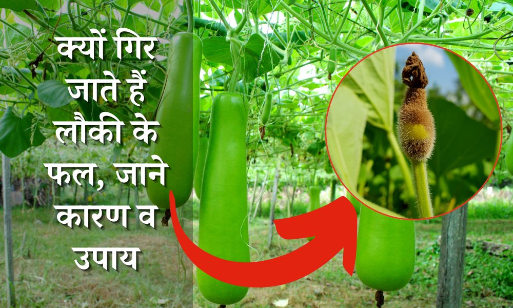 क्यों गिर जाते हैं लौकी के फल, जाने कारण व उपाय Bottle Gourd Fruit
