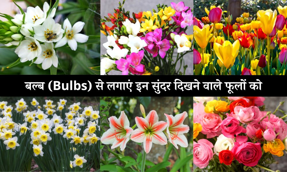 बल्ब से लगाए इन फूल वाले पौधों को Flower Plants That Grow From Bulbs