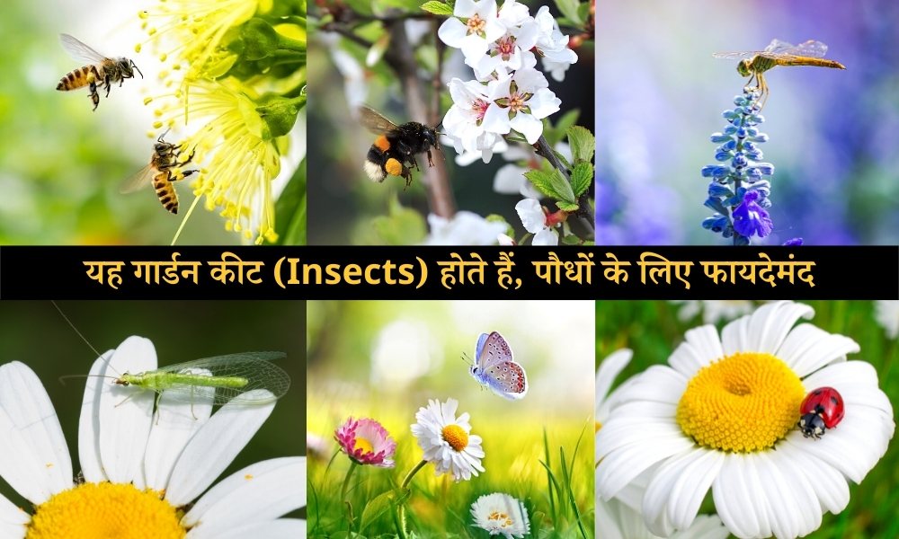यह गार्डन कीट होते हैं पौधों के लिए फायदेमंद Beneficial Insects For Garden Plants In Hindi