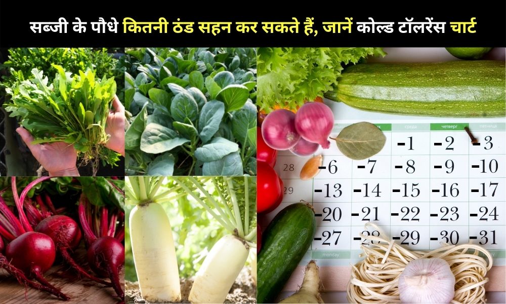 सब्जी के पौधे कितनी ठंड सहन कर सकते हैं, जानें कोल्ड टॉलरेंस चार्ट