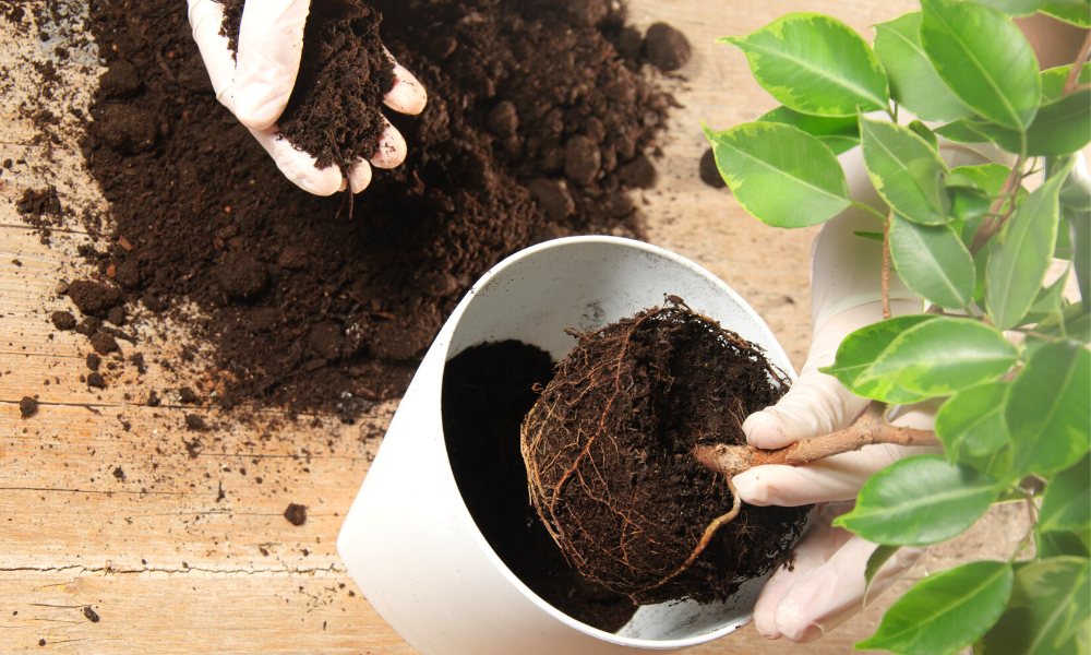 गमले में लगे पौधों की मिट्टी कब और कैसे बदलें How And When To Change