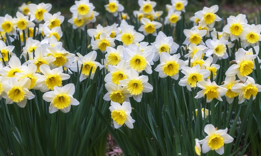 घर पर गमले में डैफ़ोडिल फूल कैसे लगाएं How To Grow Daffodils In Pot
