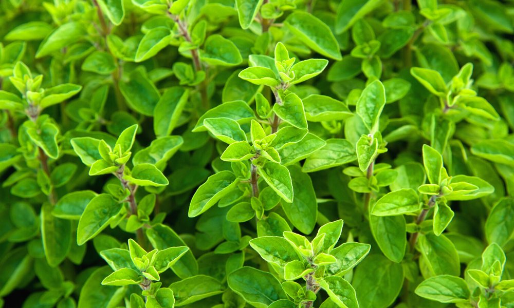 घर पर मार्जोरम (मरुआ का पौधा) कैसे उगाएं How To Grow Marjoram (Marua