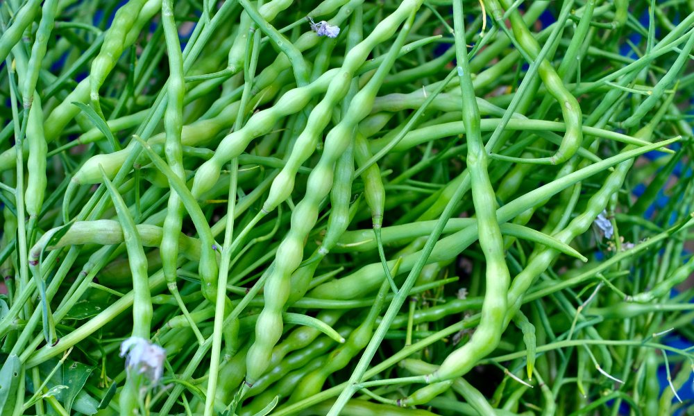 घर पर गमले में सिंगरा या मोगरी की फली कैसे उगाएं – How To Grow Singra/Mogri Vegetable At Home In Hindi