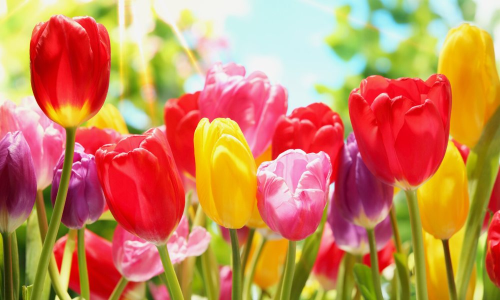 घर पर गमले में ट्यूलिप फूल का पौधा कैसे लगाएं How To Plant Tulip