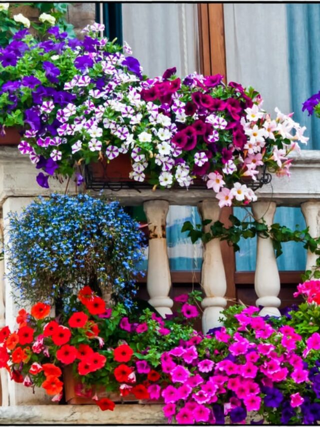 Top Most Fragrant Flowers For Balcony! Organicbazar Blog