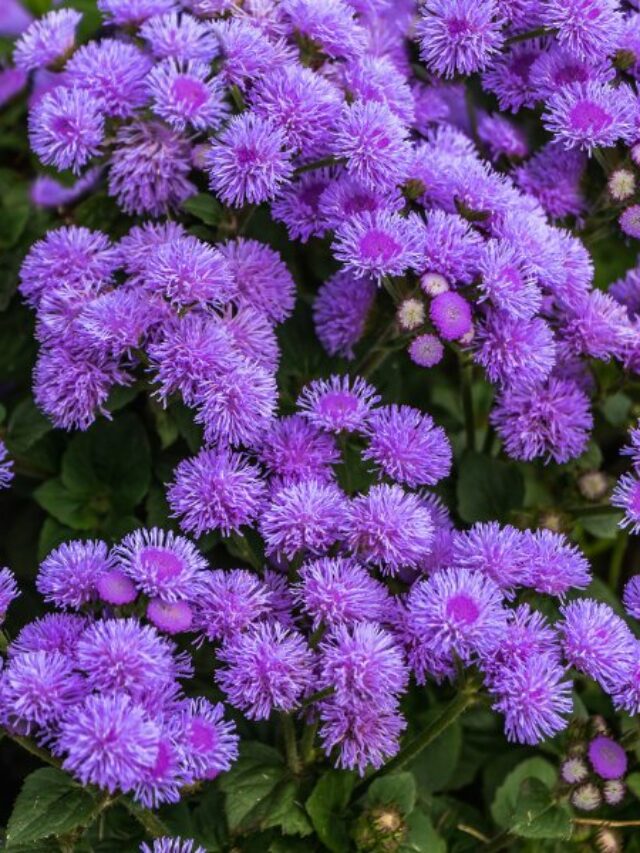 How To Grow Ageratum Flower At Home?