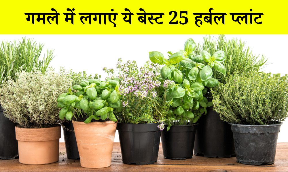 गमले में लगाएं ये बेस्ट 25 हर्बल प्लांट - Best 25 Herbal Plants For
