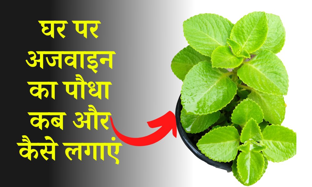 घर पर अजवाइन कैसे लगाएं How To Grow Ajwain (Carom) Plant In Hindi
