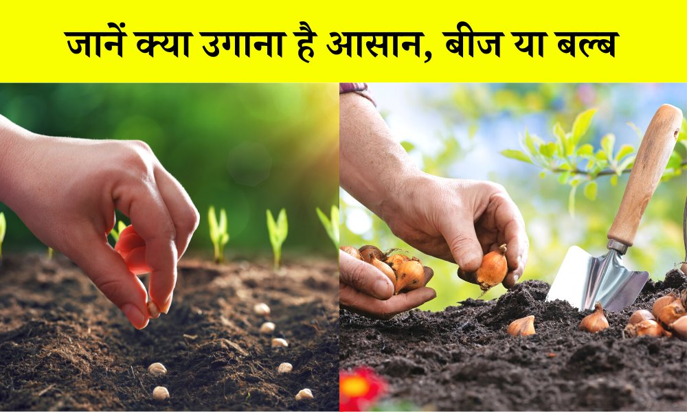 जानें क्या उगाना है आसान, बीज या बल्ब Which Is Easier To Grow Bulbs