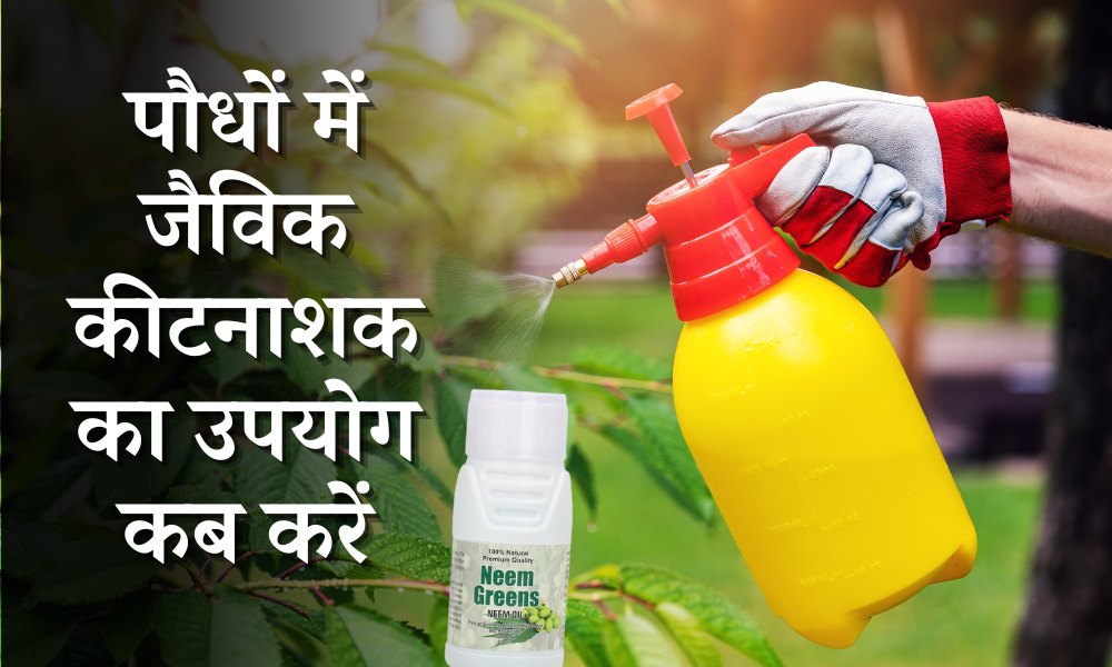 गार्डन में पेस्टीसाइड का उपयोग कब करें When To Use Pesticides In The