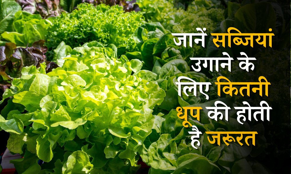 सब्जियां उगाने के लिए कितनी धूप की होती है जरूरत, जानें इस चार्ट में