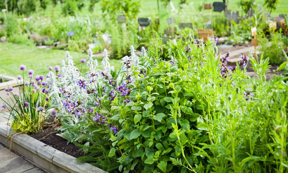 गार्डन में लगाएं यह कम रखरखाव वाले टॉप 10 हर्बल प्लांट्स - 10 Most