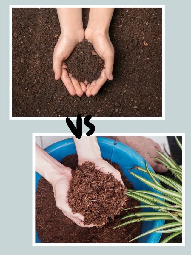 Soil Vs Cocopeat What Is Better For Gardening? - Organicbazar Blog