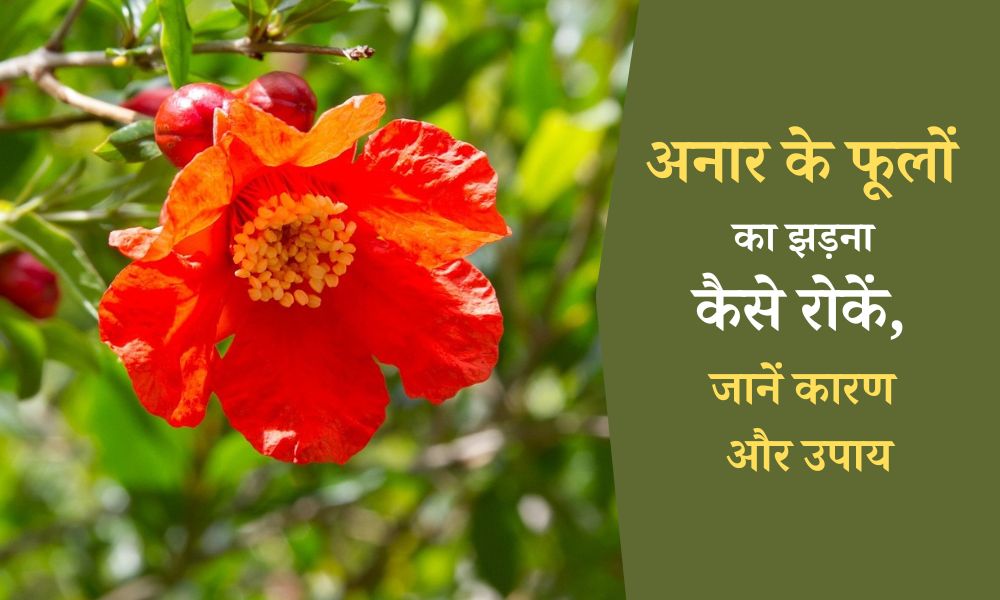 अनार के फूलों का झड़ना कैसे रोकें, जानें कारण और उपाय How To Control Flower Dropping In