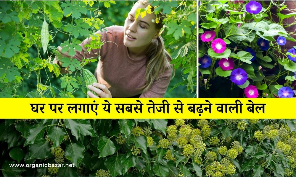 Creepers name, examples of creeper plants, क्रीपर्स प्लांट्स नेम