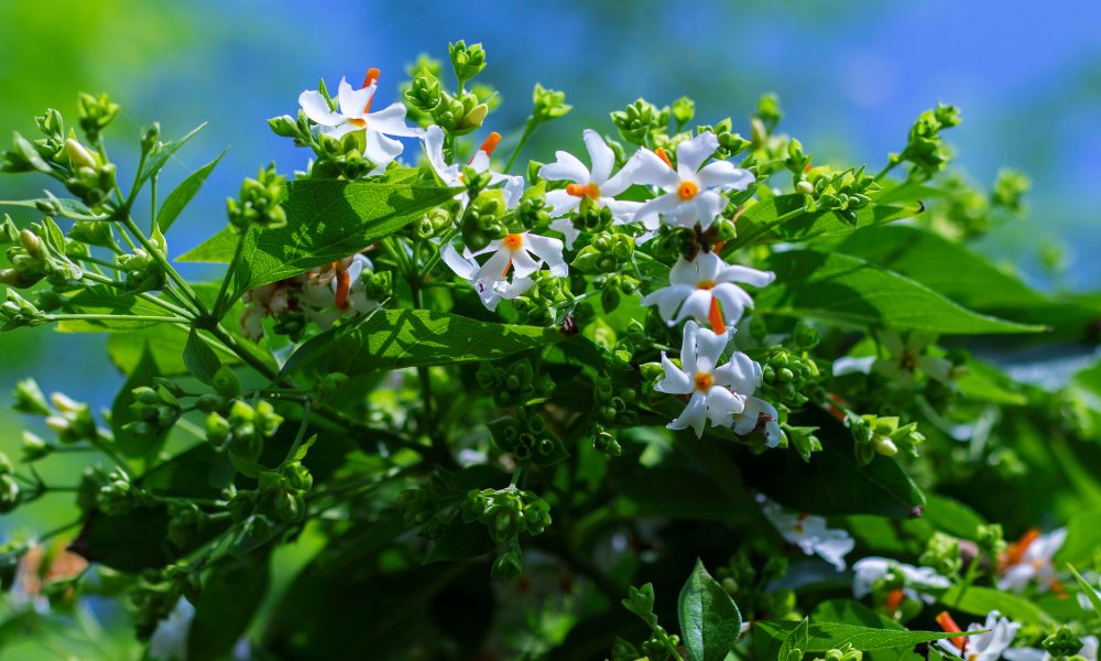 How To Grow How To Grow